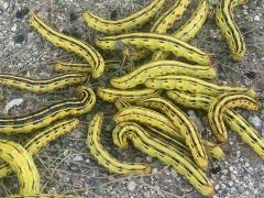() (Whitelined Sphinx) larvae on Fringed Amaranth