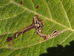 () (Stigmella Leafminer Moth) serpentine mine on Common Lantana
