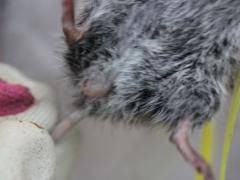 (Western Meadow Vole) and Bot Fly