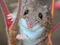 () (White-footed Mouse) female on Staghorn Sumac