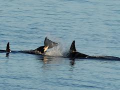 (Orca) fluke