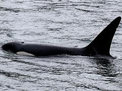 (Orca) profile