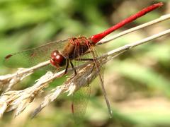 (Autumn Meadowhawk) male