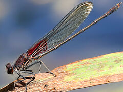 () (American Rubyspot) male perching on Giant Bur-Reed