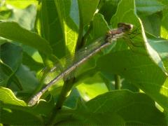 () (Spotted Spreadwing) female on Gray Dogwood