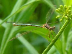 () (Spotted Spreadwing) female on Wild Parsnip