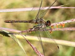 () (Ruby Meadowhawk) female on Big Bluestem