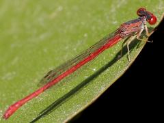 (Desert Firetail) female lateral (Desert Firetail) female lateral