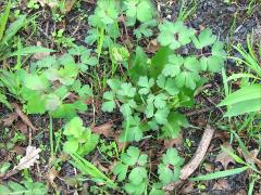 (Wild Columbine) (Wild Columbine)