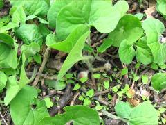 (Reflexed Wild Ginger) (Reflexed Wild Ginger)