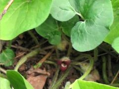 (Reflexed Wild Ginger) flower (Reflexed Wild Ginger) flower