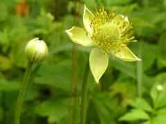 (Tall Anemone) (Tall Anemone)