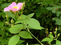 (Illinois Rose) peduncle (Illinois Rose) peduncle