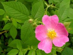 (Illinois Rose) plant (Illinois Rose) plant