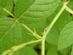 (Illinois Rose) stipule (Illinois Rose) stipule