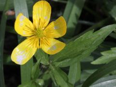 (Hispid Buttercup) (Hispid Buttercup)
