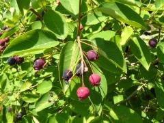 (Juneberry) (Juneberry)