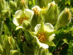 (Prairie Cinquefoil) (Prairie Cinquefoil)
