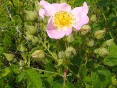 (Illinois Rose) (Illinois Rose)