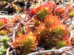 (Reflexed Stonecrop) (Reflexed Stonecrop)