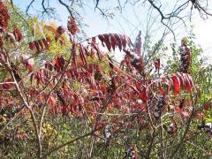 (Smooth Sumac) (Smooth Sumac)
