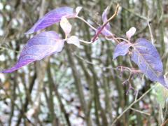(Bittersweet Nightshade) (Bittersweet Nightshade)