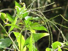 (Stinging Nettle) (Stinging Nettle)