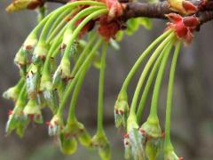 (Silver Maple) catkins fruiting (Silver Maple) catkins fruiting