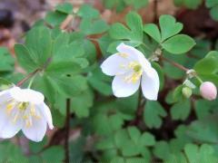 (False Rue Anemone) (False Rue Anemone)