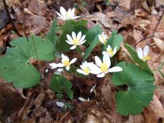 (Bloodroot) (Bloodroot)