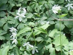 (Wood Anemone) (Wood Anemone)