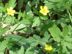 (Hispid Buttercup) (Hispid Buttercup)