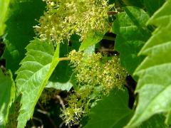 (Riverbank Grape) flowers (Riverbank Grape) flowers