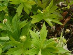 (Canada Anemone) (Canada Anemone)