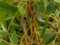 (Common Dodder) (Common Dodder)