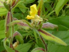 (Sundrops) (Sundrops)