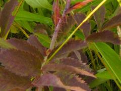 (Pasture Rose) (Pasture Rose)