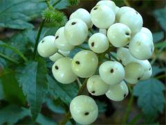 (Red Baneberry) fruit (Red Baneberry) fruit