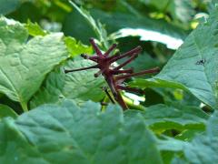 (Red Baneberry) stem (Red Baneberry) stem