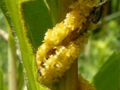 (Rope Dodder) vine (Rope Dodder) vine