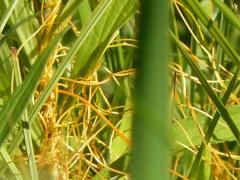 (Common Dodder) (Common Dodder)