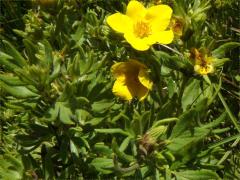 (Shrubby Cinquefoil) (Shrubby Cinquefoil)