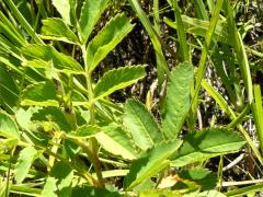 (Pasture Rose) (Pasture Rose)