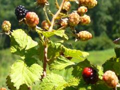 (Rose Blackberry) fruit (Rose Blackberry) fruit