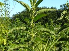 (Slender Stinging Nettle) (Slender Stinging Nettle)