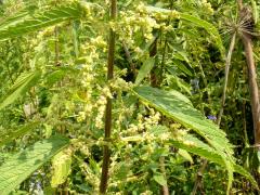 (Slender Stinging Nettle) (Slender Stinging Nettle)