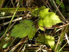 (Red Maple) (Red Maple)