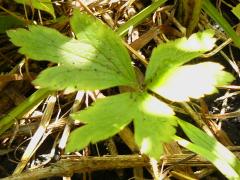 (Tall Anemone) (Tall Anemone)