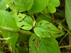 (Broadleaf Enchanter's Nightshade) (Broadleaf Enchanter's Nightshade)