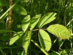 (Early Wild Rose) (Early Wild Rose)